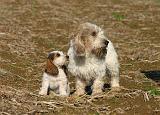 PTIT BASSET GRIFFON V.  033